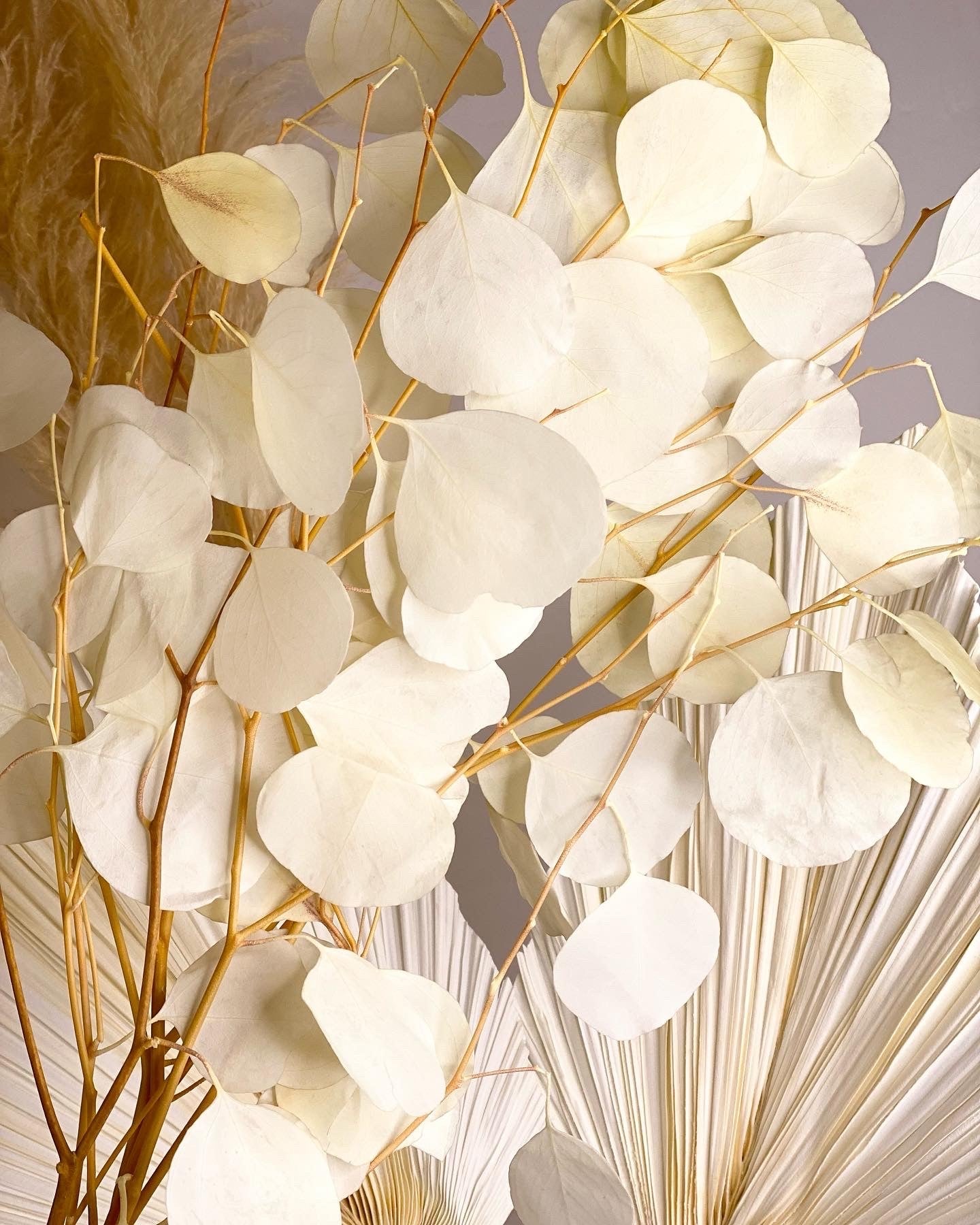 Silver Dollar Eucalyptus